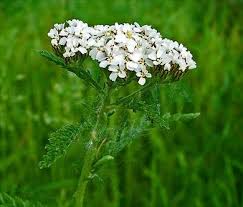 Achillée millefeuille