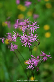 Lychnis fleur de coucou