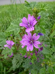 Mauve sylvestre