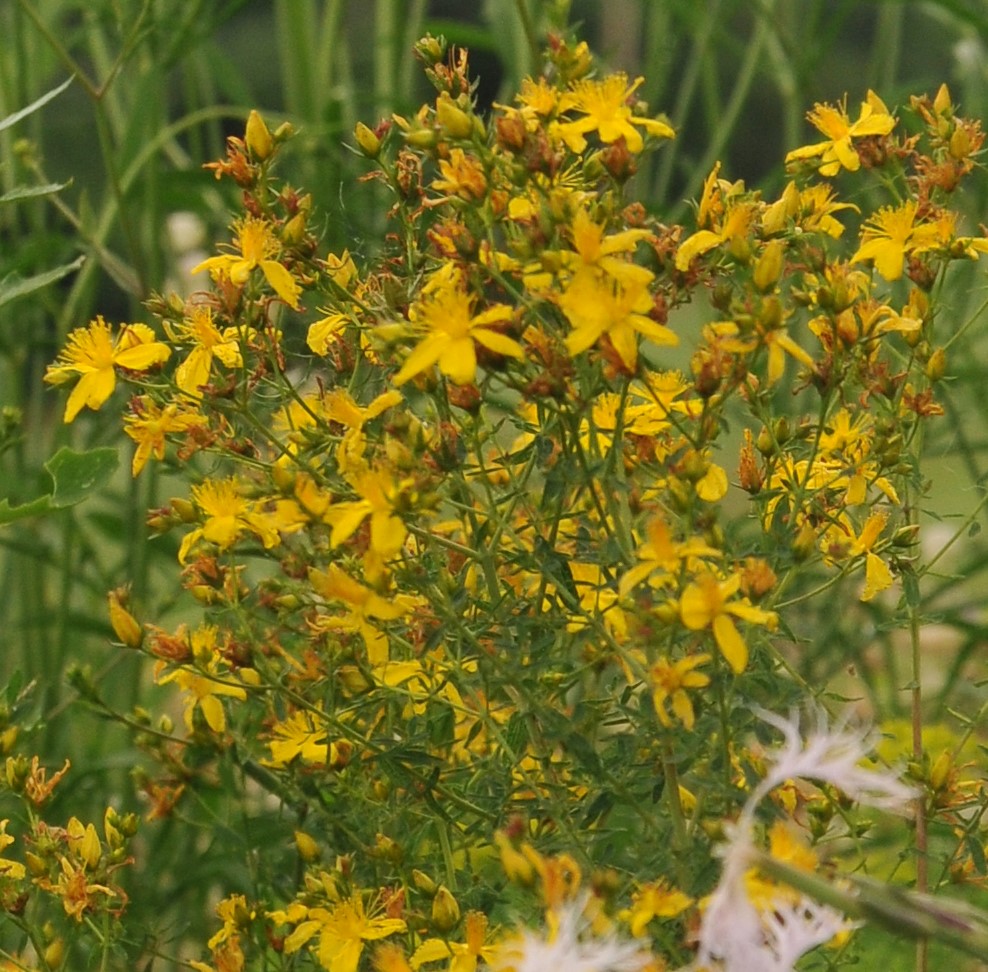 Millepertuis à feuille perforée