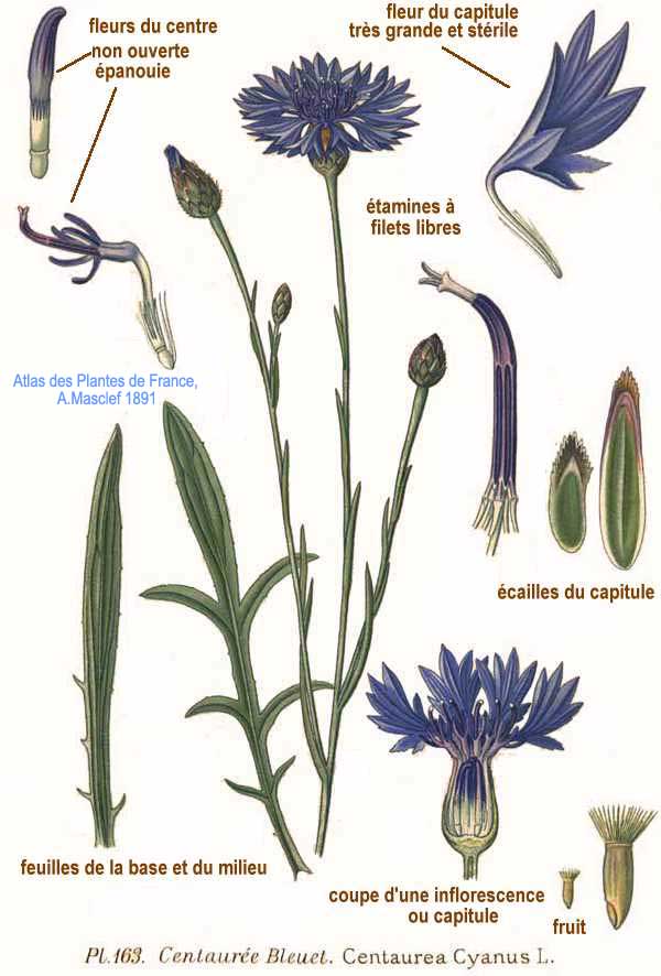 Bleuet des champs - graines