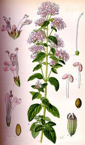 Origan sauvage - graines