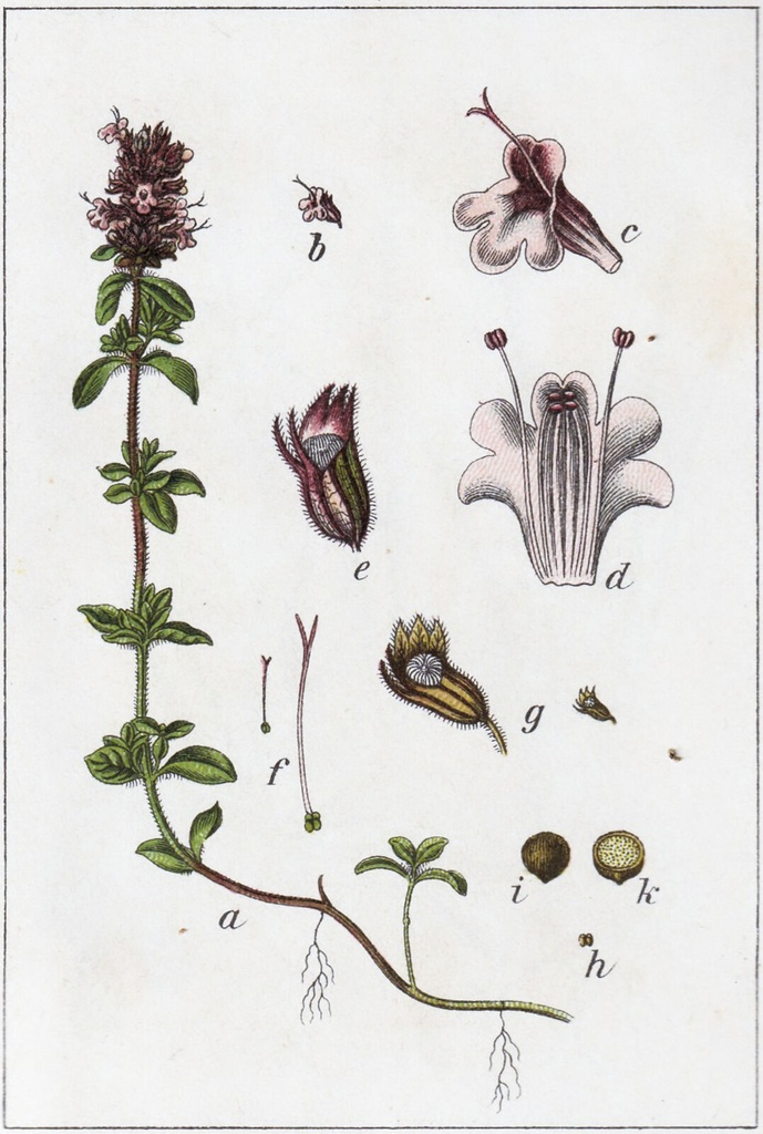 Serpolet commun - graines