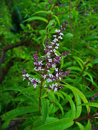 Verveine odorante