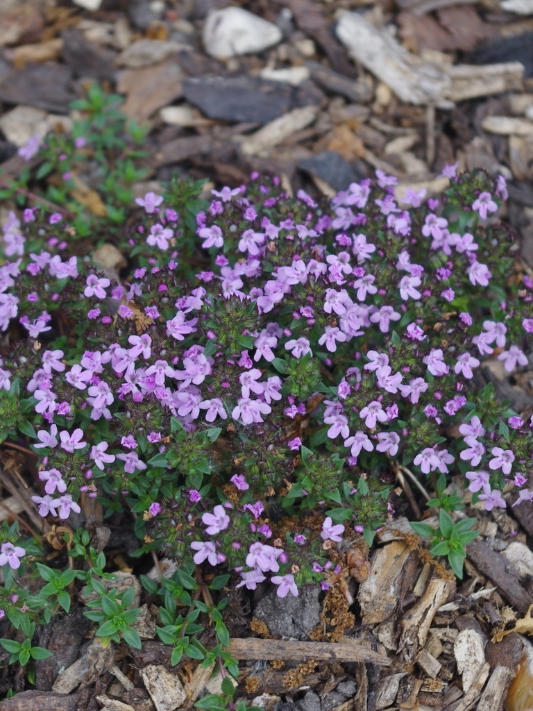 Thym "herbe à baronne"