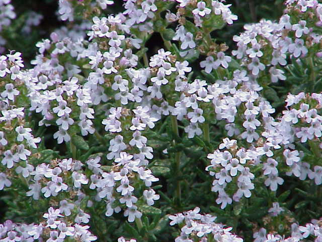 Thym vulgaire