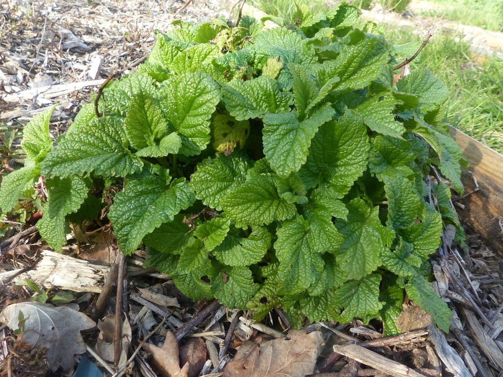 Mélisse citron