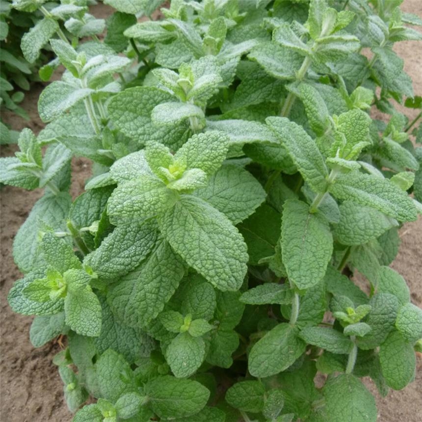 Menthe pomme