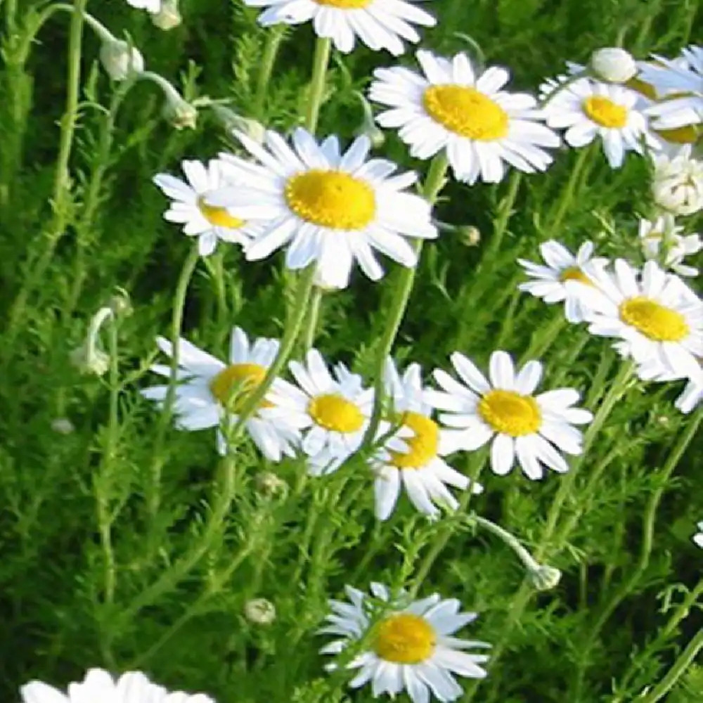 Camomille noble