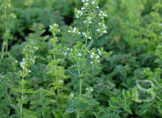 Marjolaine / Origan grec