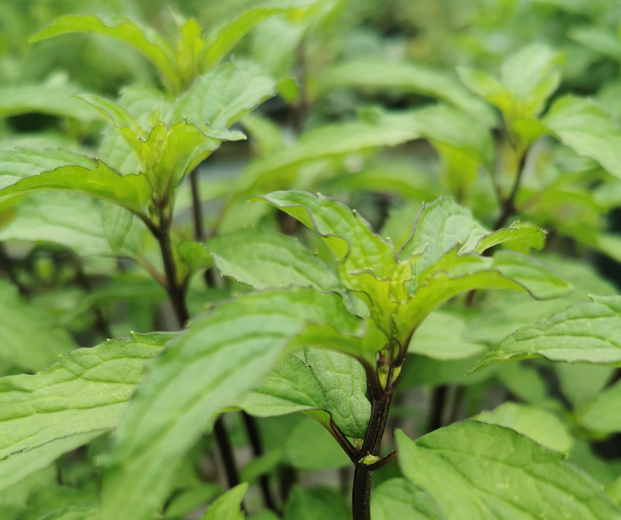 Menthe ‘Thai’