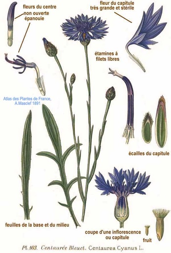Bleuet des champs - graines