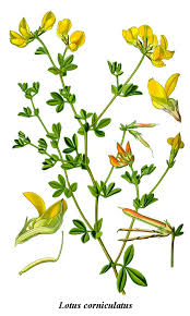 Lotier Corniculé - graines