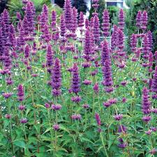 Agastache