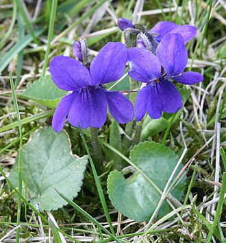 Violette odorante