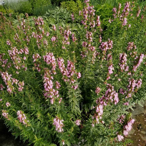 Hysope Rose