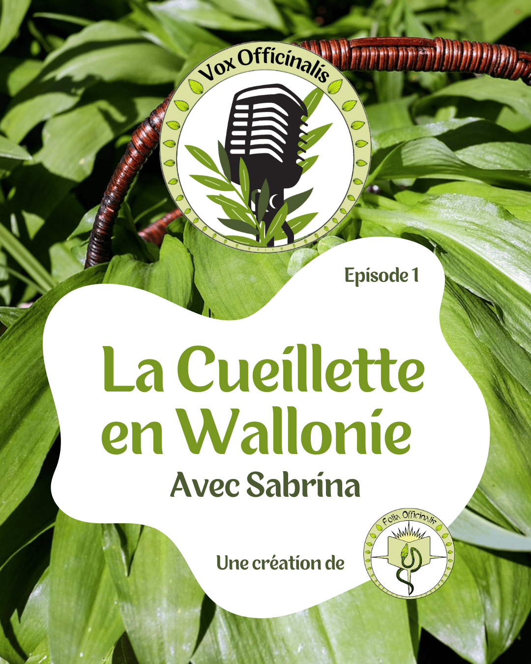 Vox Officinalis - La cueillette en Wallonie