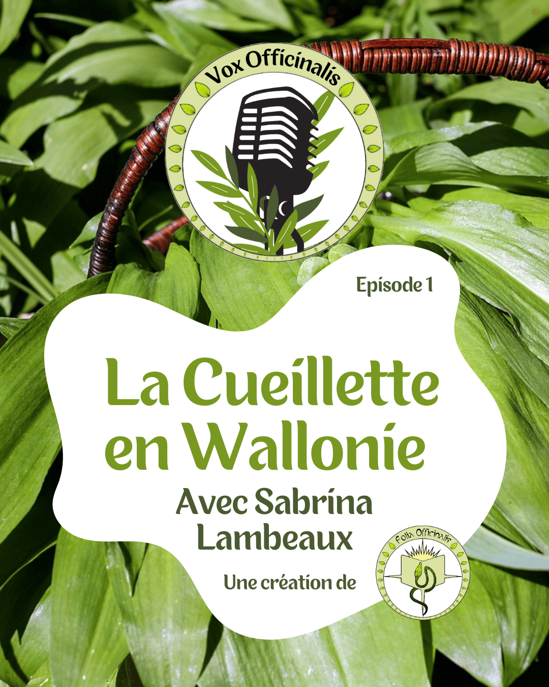 Vox Officinalis - La cueillette en Wallonie